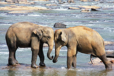 Kerala Tour Operators in Kochi 1