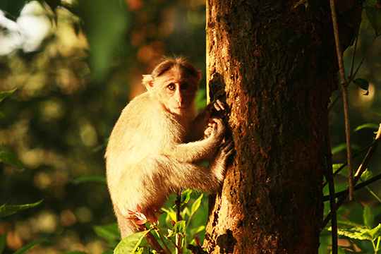 Top Wayanad Wild